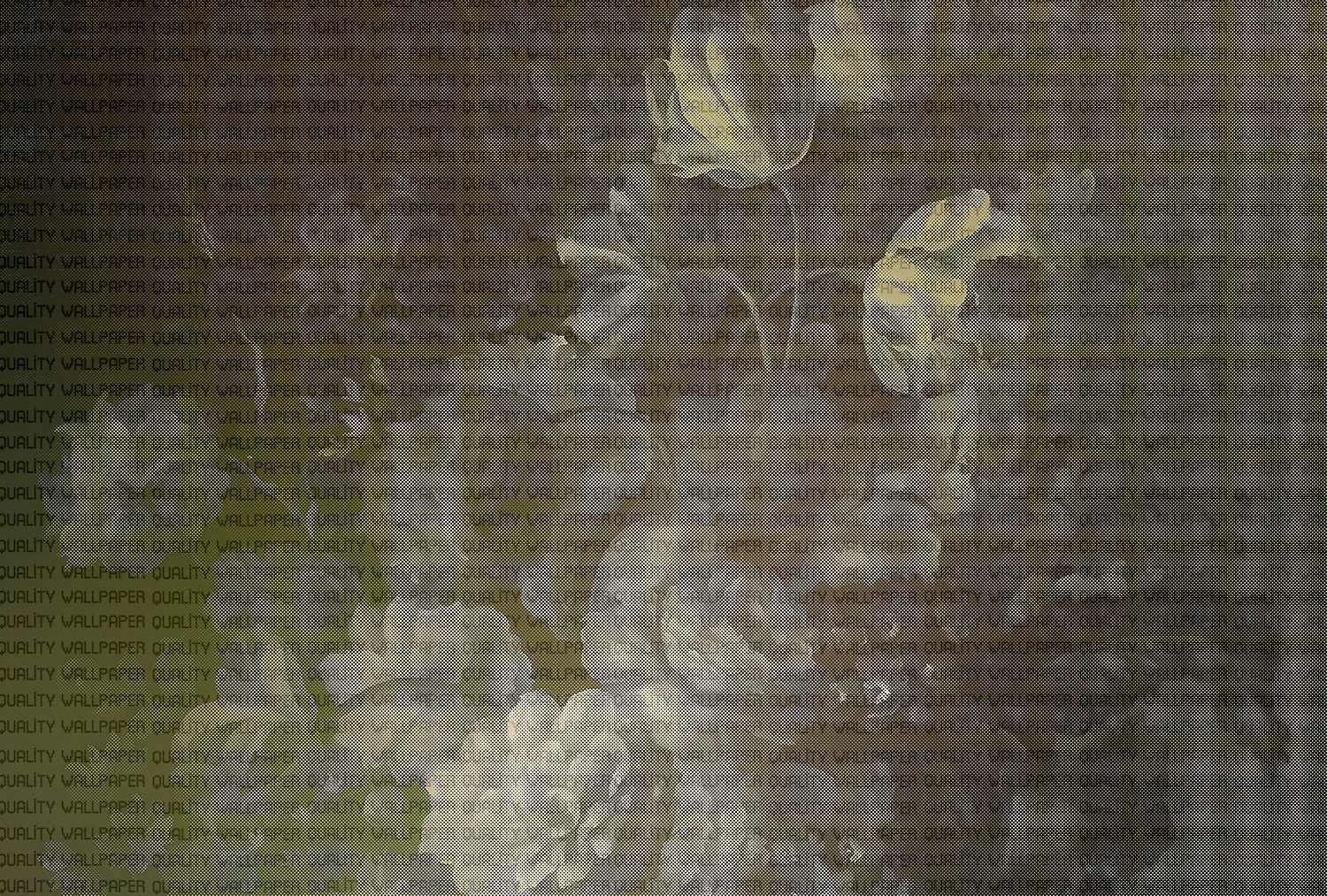 Zamansız Solgun Çiçeklerin Hüzünlü Zarafetindeki Yansıma